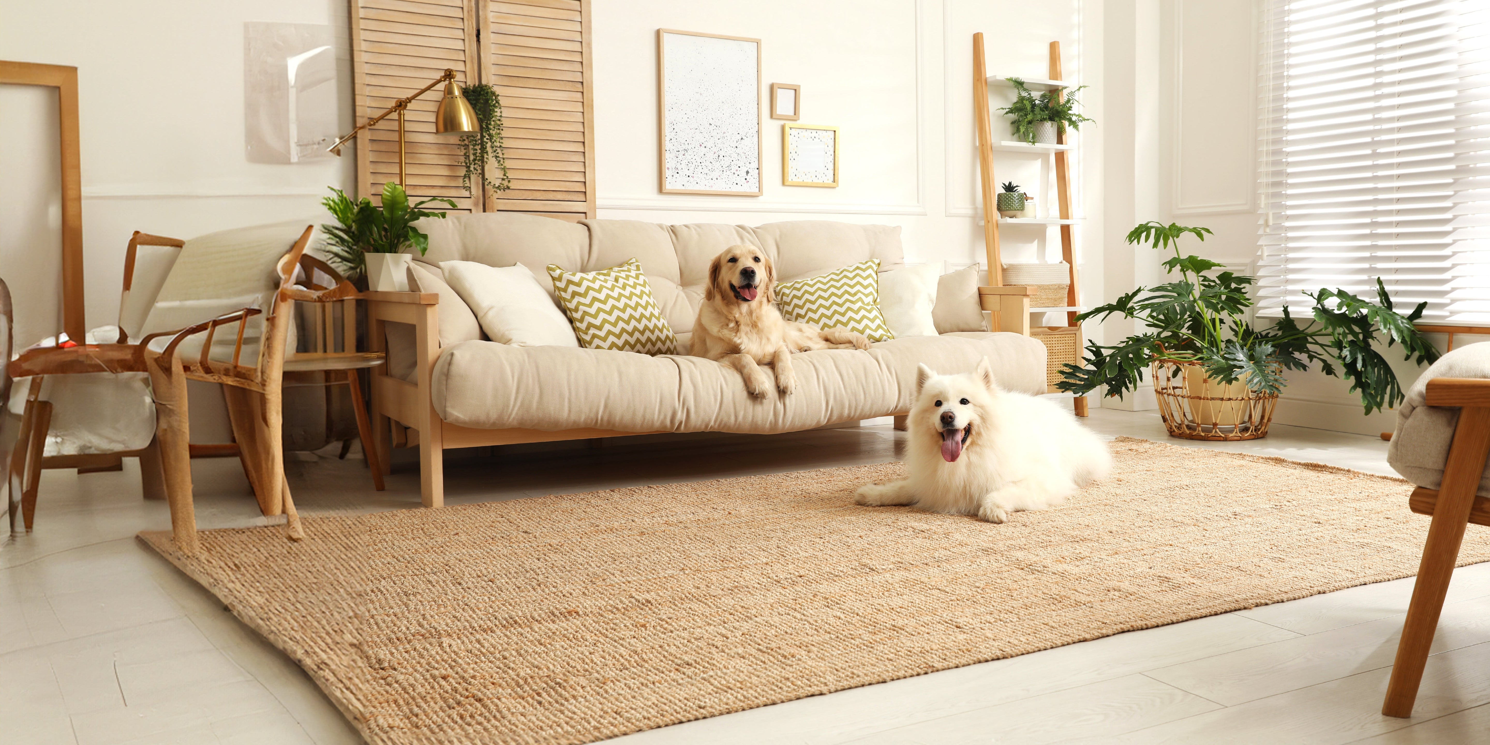 Pet-Friendly Home: Stylish Solutions for Living Happily with Furry Friends